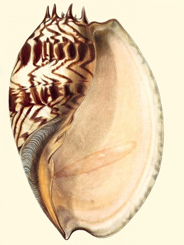 Splendid Shells II