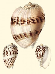 Splendid Shells V