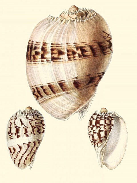 Splendid Shells V