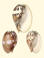 Splendid Shells VI
