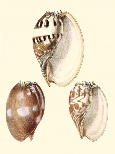 Splendid Shells VI