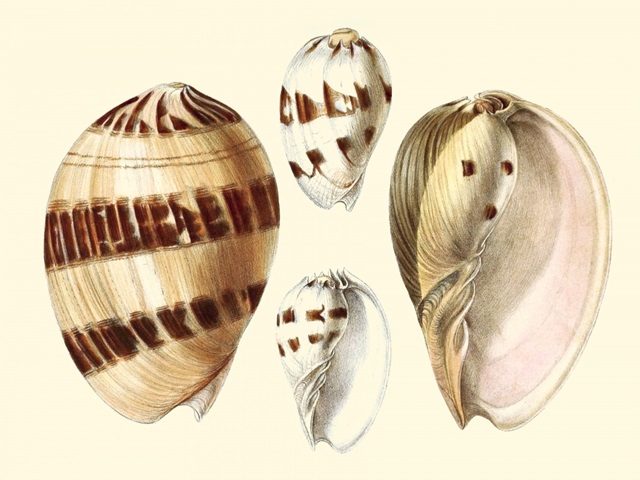 Splendid Shells VII
