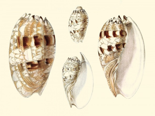 Splendid Shells VIII