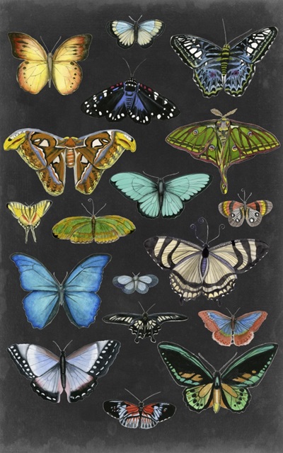 Graphic Butterfly Taxonomy I