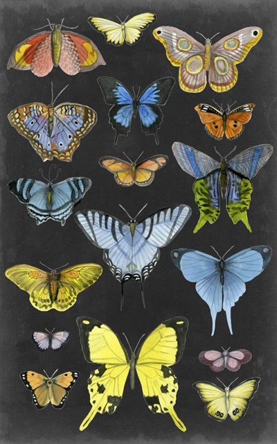 Graphic Butterfly Taxonomy II