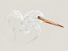 Bright Egret Sketch I