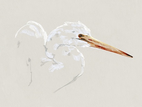 Bright Egret Sketch I