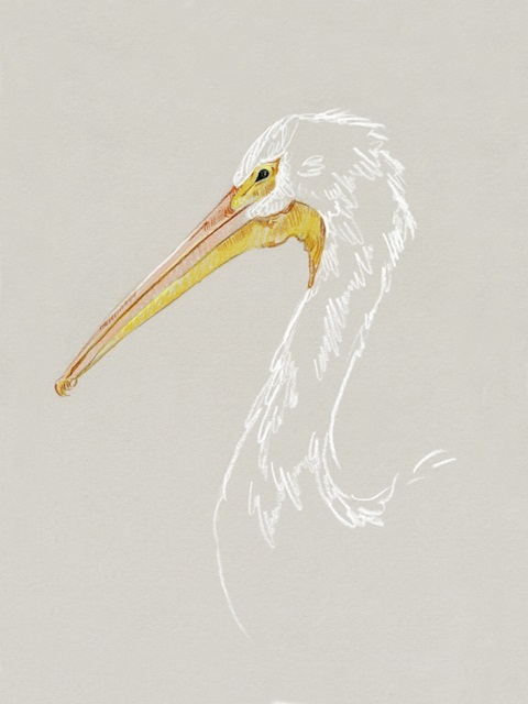 Bright Pelican Sketch I