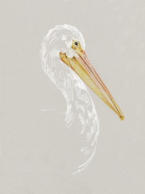 Bright Pelican Sketch II