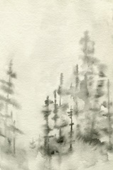 Foggy Pine Forest II