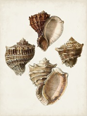 Sowerby Shells I