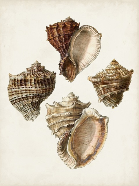 Sowerby Shells I