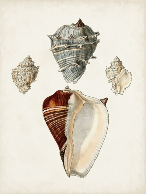 Sowerby Shells II