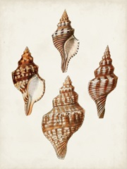 Sowerby Shells IV