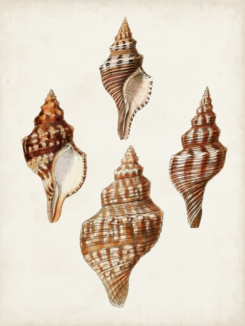 Sowerby Shells IV
