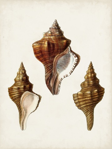 Sowerby Shells IX