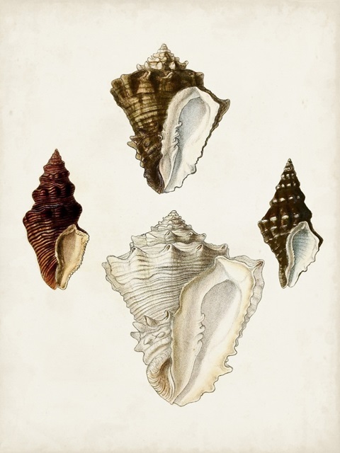 Sowerby Shells V