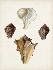 Sowerby Shells VI