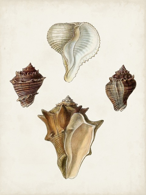 Sowerby Shells VI