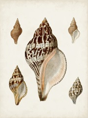 Sowerby Shells VIII