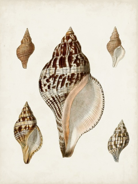 Sowerby Shells VIII