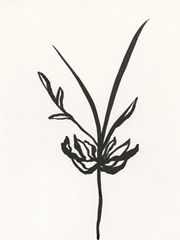 Ink Botanical Sketch I