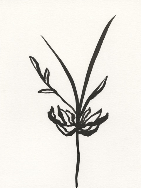 Ink Botanical Sketch I