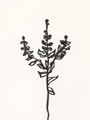 Ink Botanical Sketch II