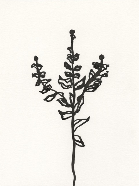 Ink Botanical Sketch II