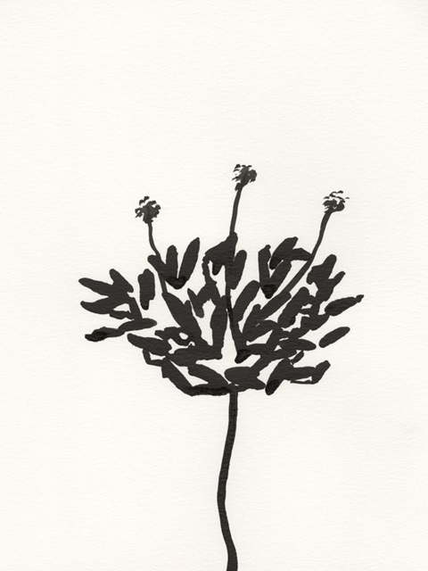 Ink Botanical Sketch III