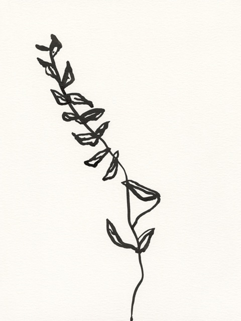 Ink Botanical Sketch IX