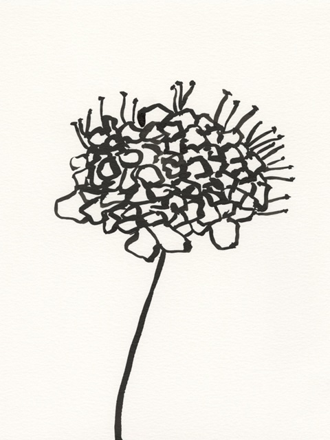 Ink Botanical Sketch V