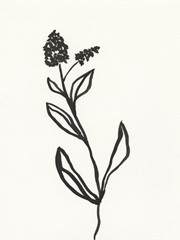 Ink Botanical Sketch VI