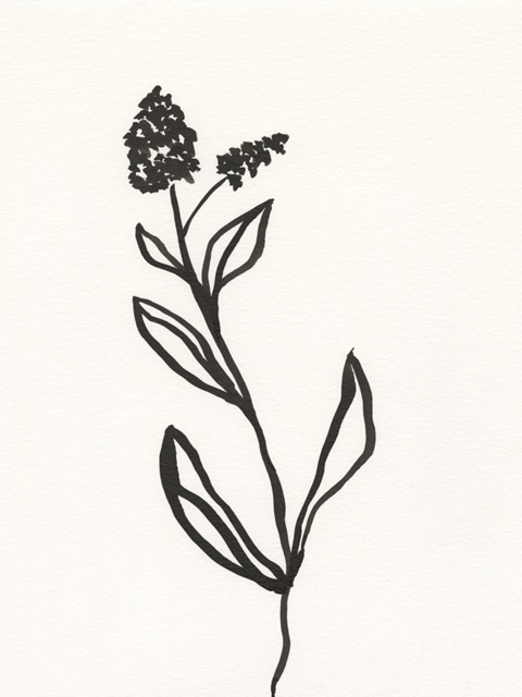 Ink Botanical Sketch VI