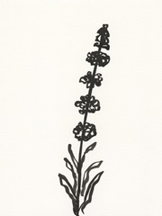 Ink Botanical Sketch VII