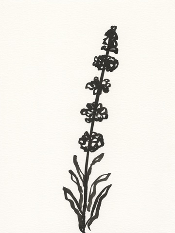 Ink Botanical Sketch VII