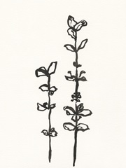 Ink Botanical Sketch VIII