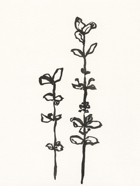 Ink Botanical Sketch VIII