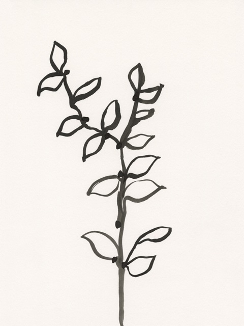 Ink Botanical Sketch X