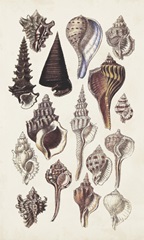 Seashell Array I