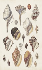 Seashell Array II