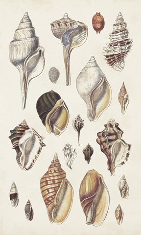 Seashell Array II