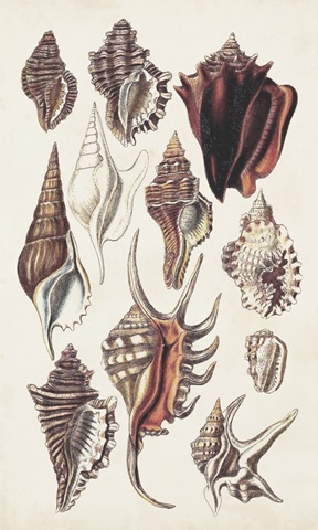 Seashell Array III