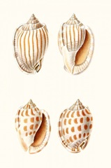 Lamarck Shells I