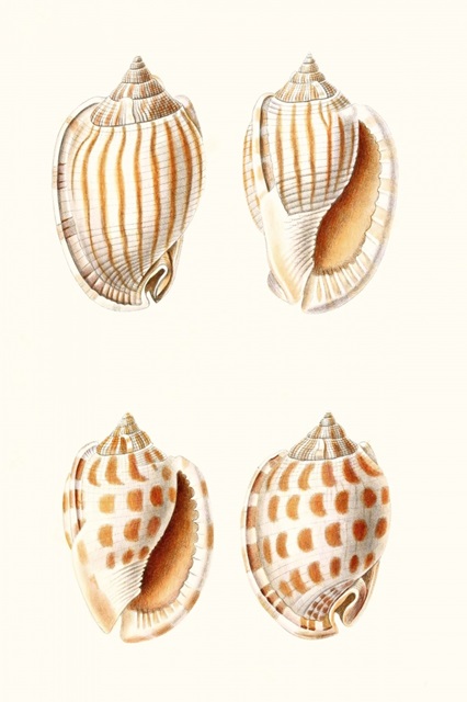 Lamarck Shells I