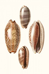 Lamarck Shells II