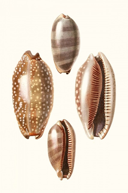 Lamarck Shells II