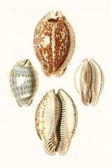 Lamarck Shells III