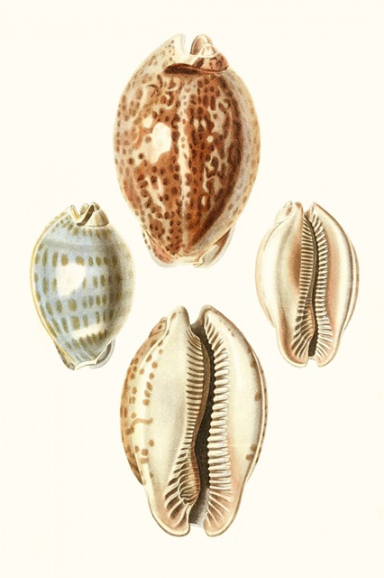 Lamarck Shells III