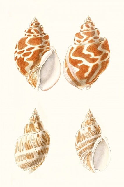 Lamarck Shells IV